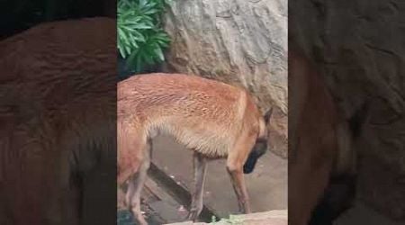 Rainy Time is Potty Time of Belgium malinois &amp; German Shepherd