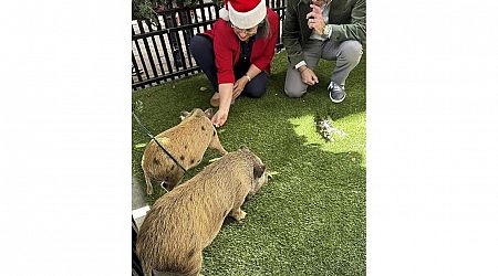 Baby pigs get Christmas pardon from Florida mayor in a Cuban twist on White House turkey tradition