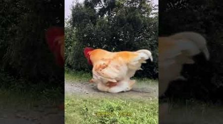 Rooster bullies duck animal world, amazing animals are here, highlights of animal world Rooster