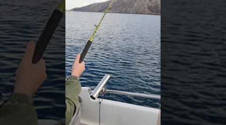 3 dana u 5 minuta #croatia #fishing #fish #dentex #rayfish