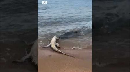 When you thought Australian beaches couldn&#39;t get any scarier | ABC News