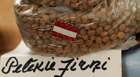 Latvians still love their gray peas during yuletide