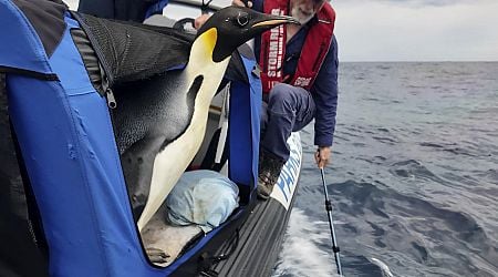 In Australien gestrandeter Kaiserpinguin ist wieder in Freiheit