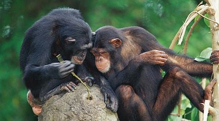 Chimpanzees seem to get more technologically advanced through culture