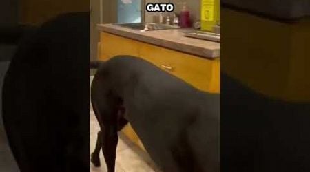 Gato tiene plan para no ser descubierto por este animal