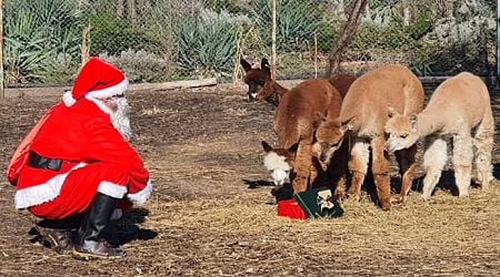 The animals at the Burgas Zoo are awaiting gifts from Santa Claus