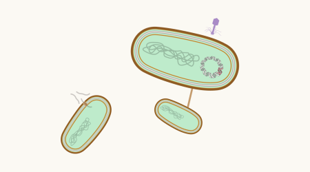 How do antibiotics work, and how does antibiotic resistance evolve?