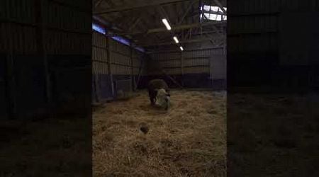 #cow #hereford #farming #sweden #winter #playing #agriculture #steer