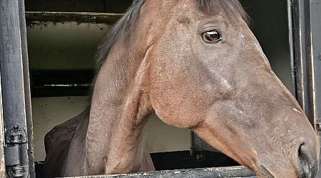 Starving ex racehorse found tied up at fair