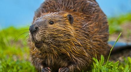 Dutch water authorities struggle with rising beaver damage