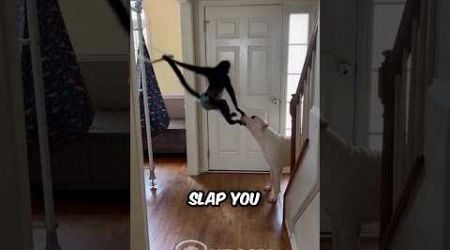 Spider Monkey Trolls His Dog Friend - Funniest Animal Friendship Ever!