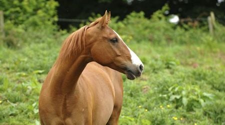 Mourners outraged at horses seen trampling through Tipperary graveyard and defecating near resting places