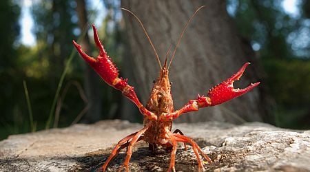 Water board calls for action to tackle American crayfish