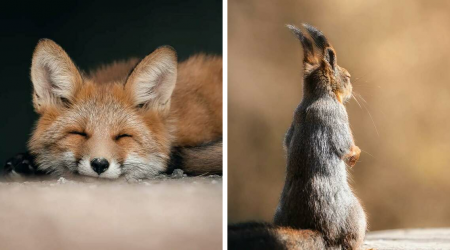 40 Stunning Close-Up Images Of Wildlife Taken By This Finnish Photographer