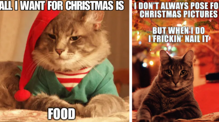 23 Pawsitively Merry Cat Memes for Feline Families to Leave Out For Santa Claws Instead of Milk & Cookies