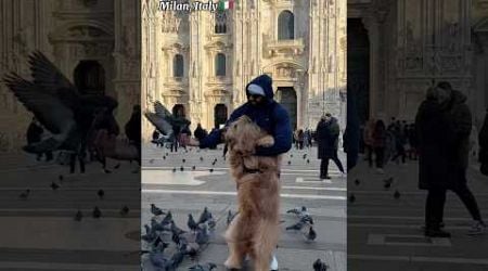 I brought my dog to Italy! #traveldog #dogdad #goldendoodle #milan