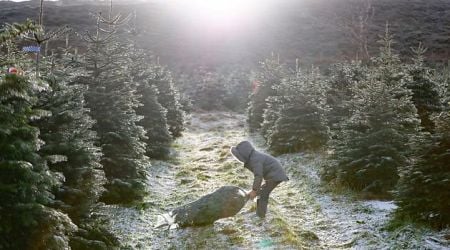 Kathy Donaghy: I finally felt the magic of Christmas as I saw trees being planted for generations to come