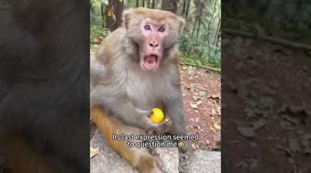 #funny #monkey softiktok #cats #funnyvideo #pet #animal #animalsoftiktok #tiktok #pets