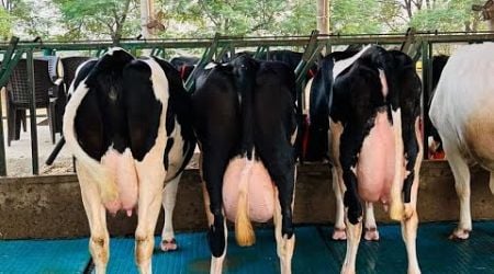 Pure ABS,WWs &amp; Denmark Breed || High quality at Low rates || Gurwinder Dairy Farm