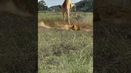 Lion intercepts giraffe and is knocked away Animal World Highlights of Animal World Magical Anim