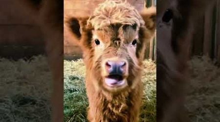 Mini cow adorable#funny #animal #behavior #cow #babycow #minicow #cute #