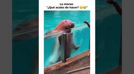 Que eh hecho???!! #funny #animals #animal #funnyshorts #funnyanimals #fun #funnyvideo