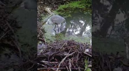 Grey heron catches a pike #wildlife #eestiloodus #wildanimal #eesti #estonia #heron #pikefishing