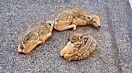 The girl saved 3 deer laying in the middle of the road but then the unbelievable happened