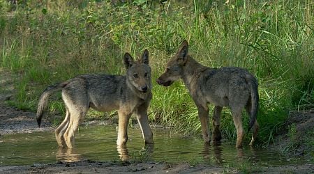 No wolf cubs born in Flanders in 2024, Belgian wolf population remains low