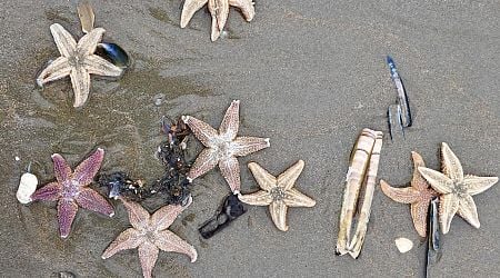 Thousands of starfish wash up on Noord-Holland beaches, including Zandvoort