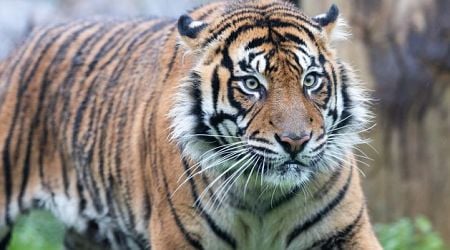 Fota Wildlife Park celebrates Christmas with arrival of new tiger