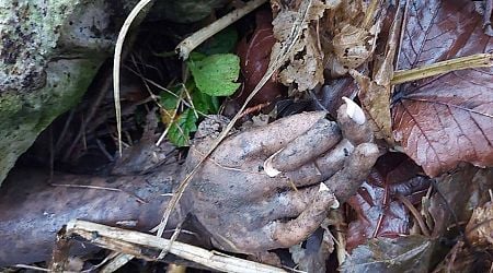 Couple's St. Stephen's Day walk 'ruined' as they make grim discovery hidden in undergrowth