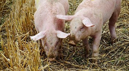 African swine fever cases detected in Albania