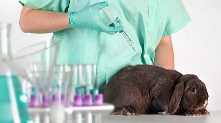 Dogs and cats among 106,000 live animals used in scientific testing last year