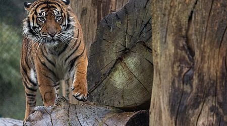 Fota Wildlife Park welcomes new tiger for festive season