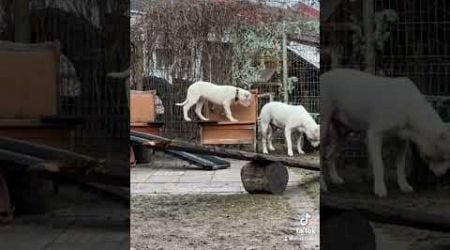 KORDOBOS AIDAS DOGO ARGENTINO KENNEL LITHUANIA #dogoargentinopuppies #dogoargentinoworld