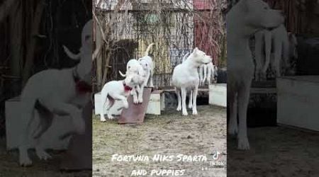 KORDOBOS AIDAS DOGO ARGENTINO KENNEL LITHUANIA #dogoargentinopuppies #dogoargentinoworld