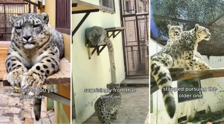 Senior Snow Leopard Falls Ill, But After Becoming Friends With a Young Cub, Makes Miraculous Recovery Through the Heartwarming Power of Chosen Family (Video)