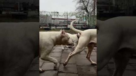 KORDOBOS AIDAS DOGO ARGENTINO KENNEL LITHUANIA #dogoargentinopuppies #dogoargentinoworld