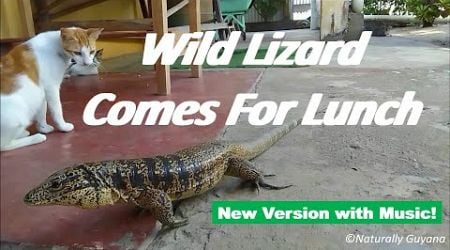 Dinner for One: Wild Lizard Comes For Lunch - New Version with Music!