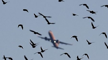 Should you be worried about bird strikes during your next flight?