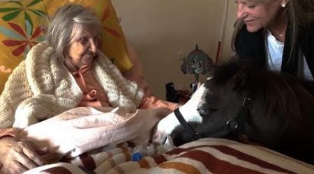 Greece&#39;s miniature therapy horses bring joy to many