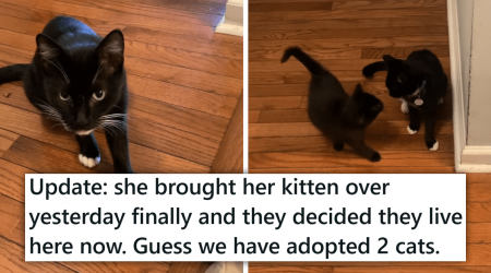 'Guess we have adopted 2 cats': Kind Person Feeds A Hungry Stray Cat, Then One Day, the Feline Momma Brings Them Her Kitten