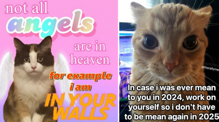 New Year, Same Cats: 27 Hilarious Cat Memes of Feisty Felines Making New Year's Resolutions to Be Lovable Troublemakers For the 10000th Year in a Row