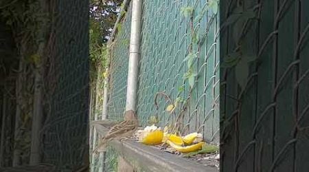 Dinner for One Little Guy #calm #shortsviral #nature #viral#wildlife #squirrel #housesparrow