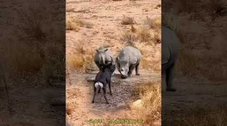 Goats are no match for rhinos Animal World Highlights of Animal World Fantastic Beasts Are Here