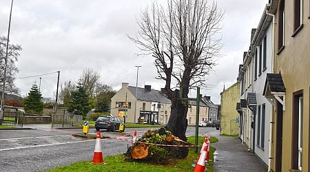 Hanging Trees to remain in place until grafts taken