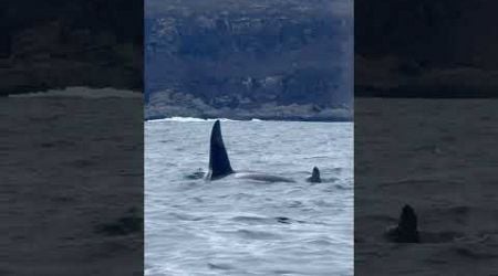 Incredible close-up twin orca encounter in Arctic Norway