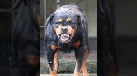 Angry Rottweiler barking sound #rottweiler #angrypuppy #cuteanimal #pets #angrydog #cutepet #funny