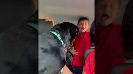 I get the boys2 #rottweiler #puppy #dog #reels #rottweilerpuppy #fyp #pets #shorts #viralvideo